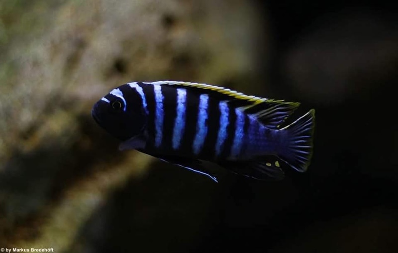 Cynotilapia zebroides 'Likoma Island'